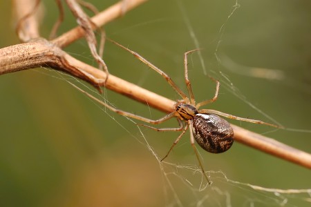 Linyphia triangularis